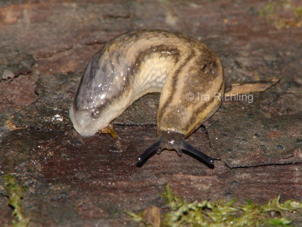 Arion (Carinarion) fasciatus, Foto_Ira_Richling